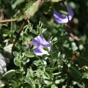 Amegilla (Zonamegilla) asserta at Weston, ACT - 10 Mar 2024