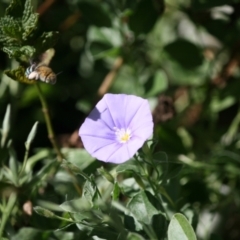 Amegilla (Zonamegilla) asserta at Weston, ACT - 10 Mar 2024