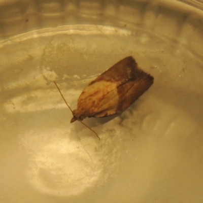 Epiphyas postvittana (Light Brown Apple Moth) at Pollinator-friendly garden Conder - 3 Dec 2023 by MichaelBedingfield