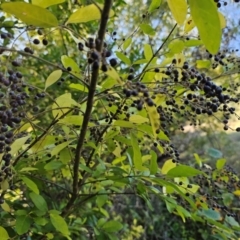 Ligustrum sinense (Narrow-leaf Privet, Chinese Privet) at Jerrabomberra Wetlands - 14 Apr 2024 by Jiggy