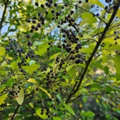 Ligustrum sinense at Jerrabomberra Wetlands - 15 Apr 2024 08:32 AM