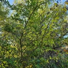 Ligustrum sinense at Jerrabomberra Wetlands - 15 Apr 2024