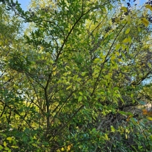 Ligustrum sinense at Jerrabomberra Wetlands - 15 Apr 2024 08:32 AM