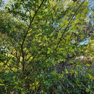 Ligustrum sinense at Jerrabomberra Wetlands - 15 Apr 2024 08:32 AM