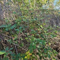 Rubus anglocandicans (Blackberry) at Fyshwick, ACT - 14 Apr 2024 by Jiggy