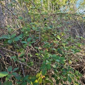 Rubus fruticosus at suppressed by Jiggy