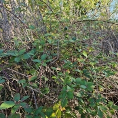 Rubus anglocandicans at Jerrabomberra Wetlands - 15 Apr 2024
