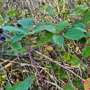 Rubus anglocandicans at Jerrabomberra Wetlands - 15 Apr 2024