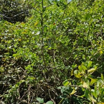 Lycium ferocissimum (African Boxthorn) at Jerrabomberra Wetlands - 15 Apr 2024 by Jiggy