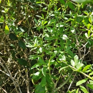 Lycium ferocissimum at Jerrabomberra Wetlands - 15 Apr 2024 12:00 PM