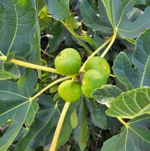 Ficus carica at Jerrabomberra Wetlands - 15 Apr 2024 11:48 AM