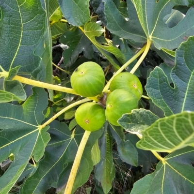 Ficus carica (Fig) at Fyshwick, ACT - 15 Apr 2024 by Jiggy