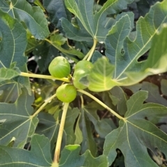 Ficus carica at Jerrabomberra Wetlands - 15 Apr 2024 11:48 AM