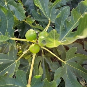 Ficus carica at Jerrabomberra Wetlands - 15 Apr 2024 11:48 AM