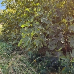 Ficus carica at Jerrabomberra Wetlands - 15 Apr 2024 11:48 AM