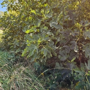Ficus carica at Jerrabomberra Wetlands - 15 Apr 2024