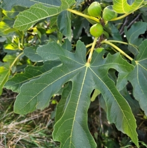 Ficus carica at Jerrabomberra Wetlands - 15 Apr 2024 11:48 AM