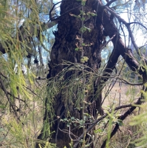 Crataegus monogyna at Mount Majura - 15 Apr 2024