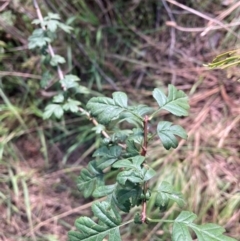 Crataegus monogyna at Mount Majura - 15 Apr 2024