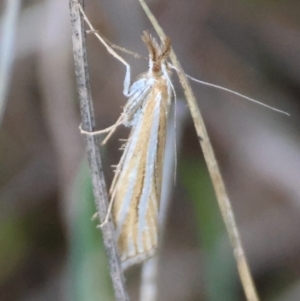 Hednota species near grammellus (Pyralid or snout moth) at GG95 by LisaH