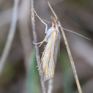 Hednota species near grammellus at Undefined Area - 15 Apr 2024 01:00 PM