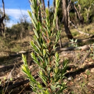 Styphelia triflora at Mount Majura - 15 Apr 2024