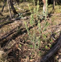 Styphelia triflora at Mount Majura - 15 Apr 2024 04:02 PM