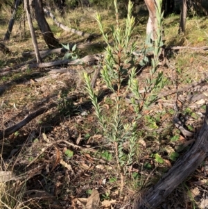 Styphelia triflora at Mount Majura - 15 Apr 2024 04:02 PM