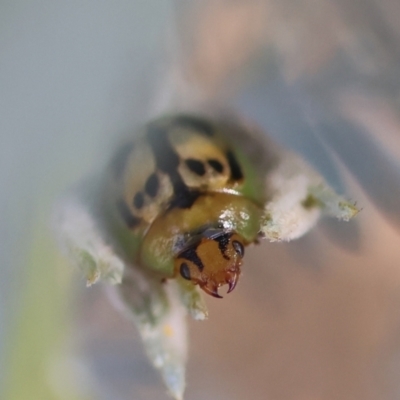 Peltoschema hamadryas (Hamadryas leaf beetle) at Red Hill Nature Reserve - 15 Apr 2024 by LisaH