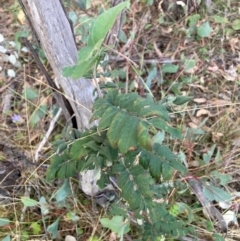 Sorbus domestica at Mount Majura - 15 Apr 2024
