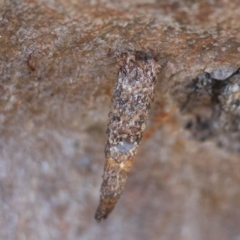 Lepidoscia (genus) IMMATURE (Unidentified Cone Case Moth larva, pupa, or case) at Red Hill, ACT - 15 Apr 2024 by LisaH