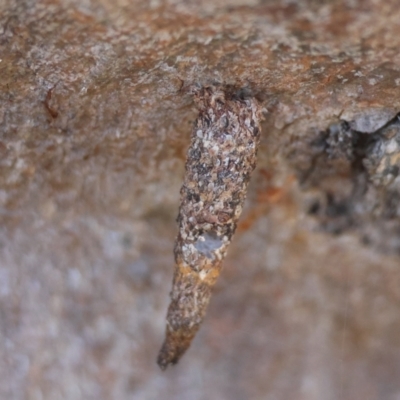 Conoeca or Lepidoscia (genera) IMMATURE (Unidentified Cone Case Moth larva, pupa, or case) at Red Hill, ACT - 15 Apr 2024 by LisaH