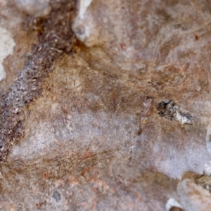 Conoeca or Lepidoscia (genera) IMMATURE at Red Hill, ACT - suppressed