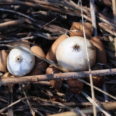 Geastrum sp. (genus) (An earthstar) at Hughes Grassy Woodland - 15 Apr 2024 by LisaH