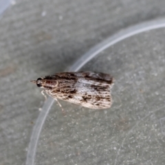 Scoparia (genus) (Unidentified Scoparia moths) at Red Hill to Yarralumla Creek - 15 Apr 2024 by LisaH