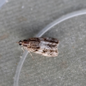 Scoparia (genus) at Hughes Grassy Woodland - 16 Apr 2024 01:06 AM