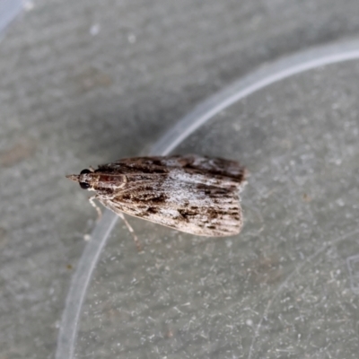 Scoparia (genus) (Unidentified Scoparia moths) at Hughes, ACT - 15 Apr 2024 by LisaH