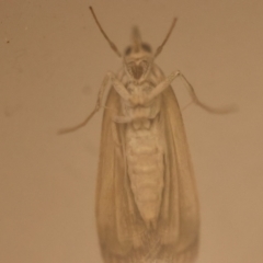 Scoparia (genus) at Hughes Grassy Woodland - 16 Apr 2024