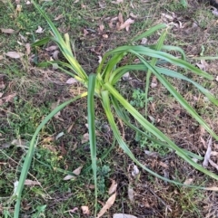 Dianella sp. at Watson, ACT - 15 Apr 2024 by waltraud