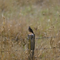 Anthus australis (Australian Pipit) at Wallaroo, NSW - 15 Apr 2024 by Kurt