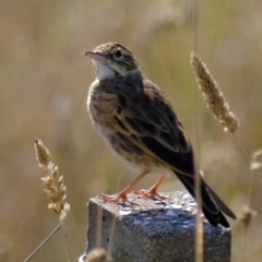 Anthus australis at Wallaroo, NSW - 15 Apr 2024