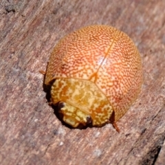 Paropsis atomaria (Eucalyptus leaf beetle) at Macnamara, ACT - 15 Apr 2024 by Kurt