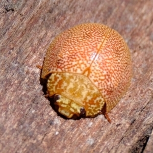 Paropsis atomaria at Macnamara, ACT - 15 Apr 2024 12:23 PM