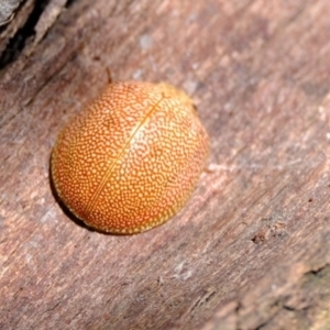 Paropsis atomaria at Macnamara, ACT - 15 Apr 2024 12:23 PM