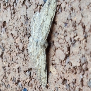 Ectropis excursaria at Sullivans Creek, Lyneham South - 16 Apr 2024 08:43 AM