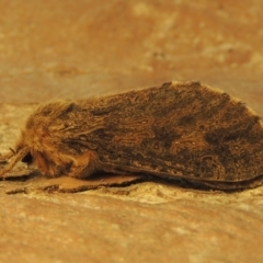 Oncopera rufobrunnea (Brown Corby) at Pollinator-friendly garden Conder - 7 Dec 2023 by michaelb