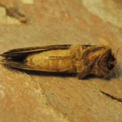 Oncopera rufobrunnea at Pollinator-friendly garden Conder - 8 Dec 2023