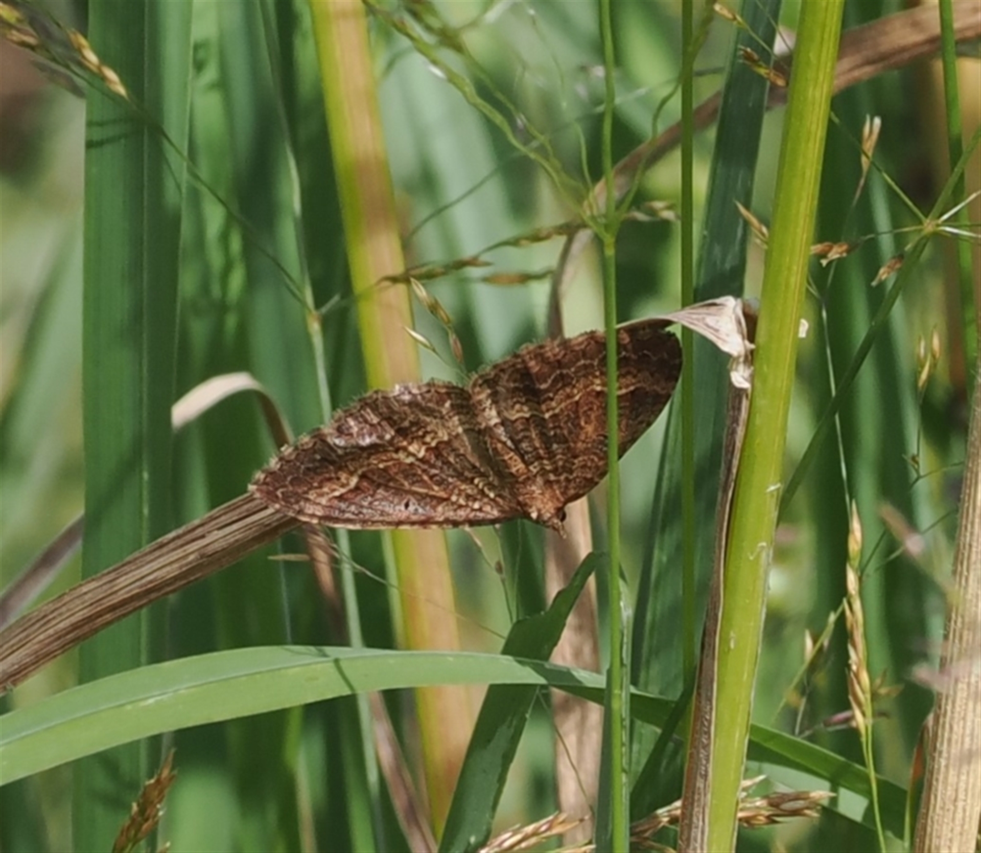 Chrysolarentia bichromata at Namadgi National Park - 28 Feb 2024 11:27 AM