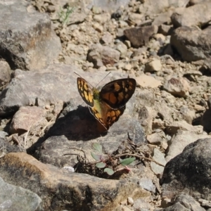 Heteronympha penelope at Namadgi National Park - 28 Feb 2024 11:34 AM