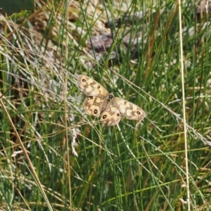 Heteronympha cordace at Namadgi National Park - 28 Feb 2024